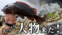 穴の奥で良型がヒット！釣った魚のホイル焼きで晩酌する穴釣り