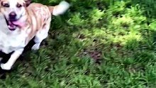 Adoption Day Zoomies! Shelter Dog Sprints With Pure Joy 🐾❤️