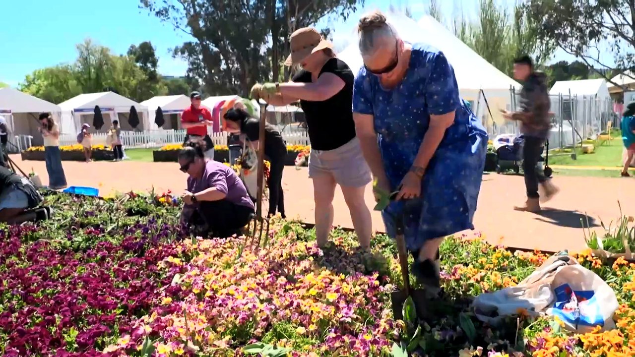 Thousands gather for Canberra’s annual “Great Big Bulb Dig” as Floriade ...