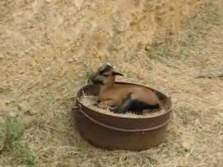 Zoo Doué la Fontaine : bébé chèvre