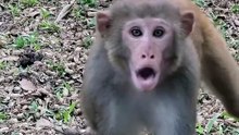 Hilarious Funny Shocked Monkey Face Walks Toward Camera With Wide Open Mouth And Jaw Drop Expression