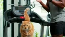 Kucing Oren rajin olahraga ,dia berlari di treadmill