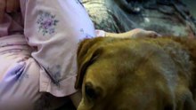 Rescue Dog Rests Chin on Owner's Foot — Pure Love 🥹🐾