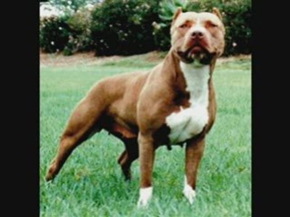 Chien dangereux 2