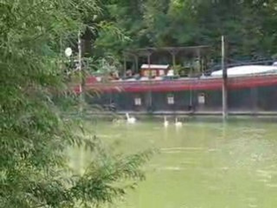 les cygnes au fil de l'eau