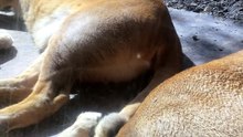 The Lion Family Asleep