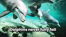 Dolphins never fully fall asleep like humans do