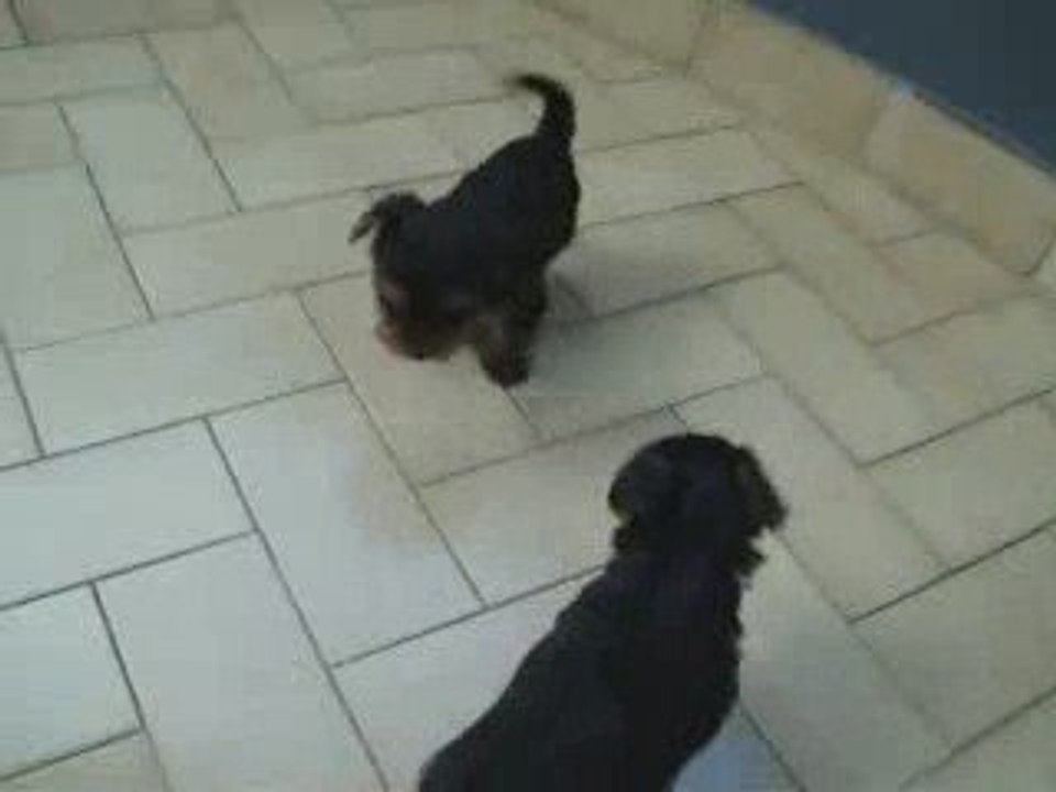 Chappy & Toby - 1 mese e 5 giorni