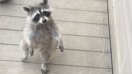 Curious raccoon stands on two legs and approaches a woman hoping for a snack