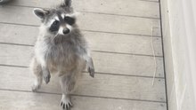 Curious raccoon stands on two legs and approaches a woman hoping for a snack