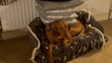 Funny dog ruins his perfect pillow balance with one move and knocks over a lamp