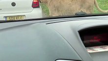 Funny lion bites the back of a stopped car inside a wildlife enclosure