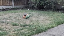 Adorable rescued squirrel returns home every day for food and playtime