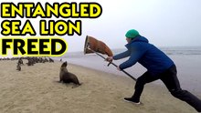 Heartwarming sea lion rescue frees a female seal from dangerous fishing line