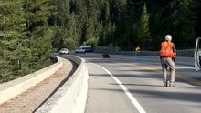 Heartwarming bear cub rescue as rangers help a family cross a concrete barrier
