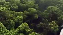 The largest animal in the Amazon rainforest