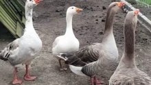 HONK HONK HONK #geese #ducks