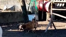 Bellakeo is the piglets_ favourite dance 👀🔥 #fyp #piggy #pig #funny #piglet #bellakeo