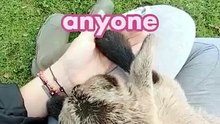 Does it smell marvellous_ Yes, it is. Is the little goat adorable_ Of course. Can you play and