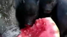 Watermelon season is coming 🍉🎉🎊🐽 #animals #funny #fyp #cute #piggy #pig #watermelon #waterm