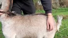 no words needed 🥛🤣 🌻 #farmlife #fail #goat #fyp #girlfriend