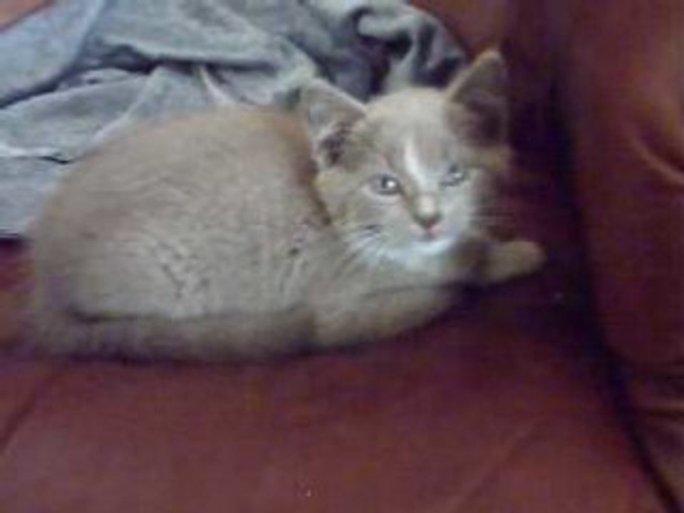 les chatons 2