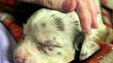 Newborn Puppy Opens Its Eyes for the Very First Time 🥹🐾