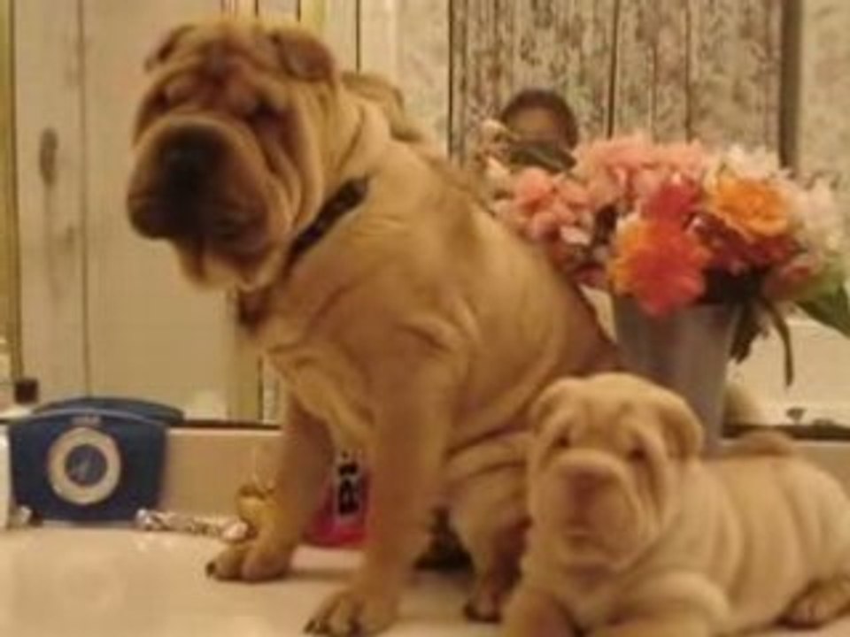 SHAR PEI