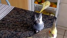 Calopsitas quando vem a comida 🤭🙃
