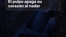 El pulpo detiene su corazón sistémico al nadar