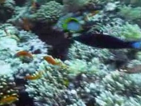 Plongée Sharm El Sheikh Août 2008