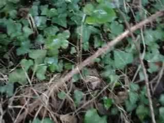 Cepes