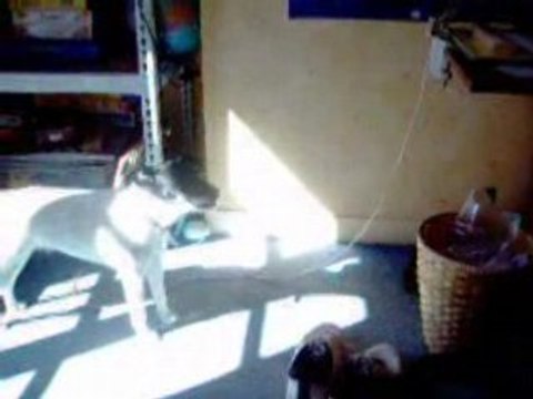 Chien chanteur, duo baroque accompagné de flute.