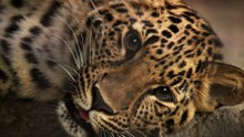 A closer look at three Amur leopard cubs adapting to life