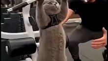 Cat Hits the Gym Like a Champion 🏋️‍♂️🐱