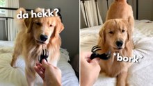 Golden Retriever Reacts to a Hair Clip | Funny Dog Reaction