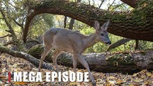 Wild Deer in the Forest | Hidden Trail Camera Wildlife Footage