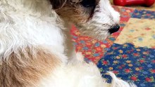 Rescue Puppy Discovers Its Own Tail — Happy Circles of Joy 🐾😍