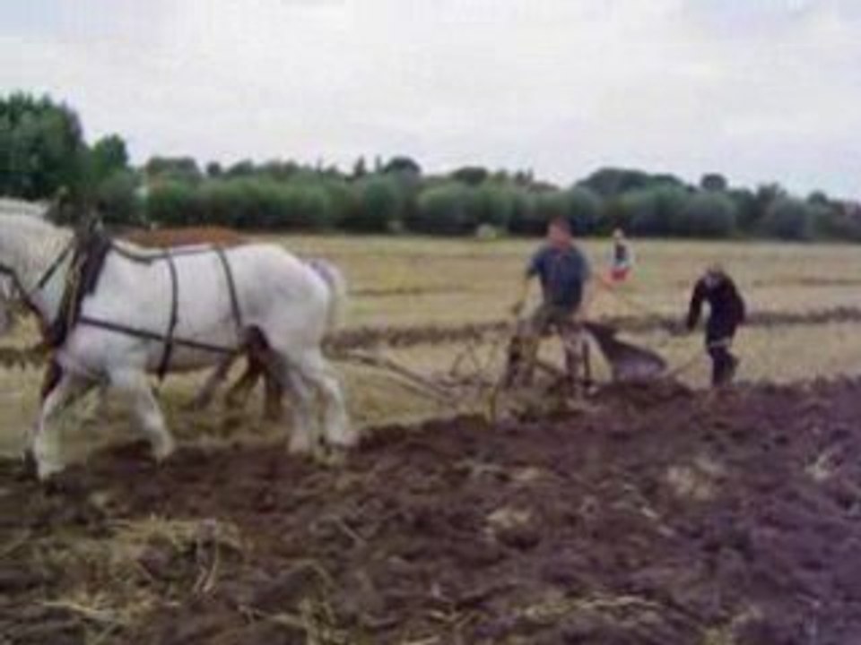 labour avec des cheveaux boulonnais