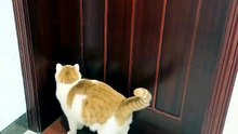 Smart Cat