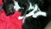 cute kittens 😼❤️#kirtan #cute #funny
