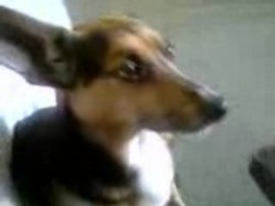 Indiana, mon chien