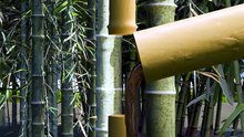 Chỉ đơn giản đổ rượu vào ống tre thì không thể có được rượu ống tre; chỉ cần một bước sai lầm là nó sẽ biến thành nước.