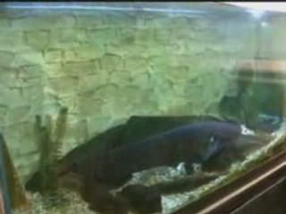 IDF1 - Gael assiste au repas d'un silure - Levallois