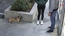 2 Lovers vs dog