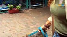 Stray Dog Learns to Walk on a Leash 🐾 First Steps to a New Life ❤️