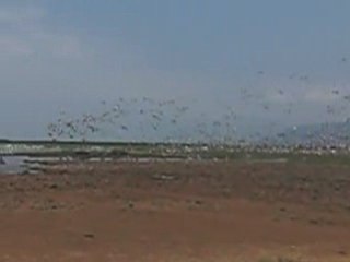 Lac Manyara - envol d'oiseaux