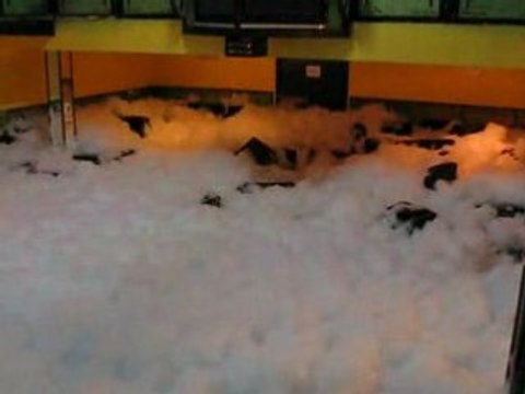 MOULIN DU CHANT juillet 2008 apres la mousse