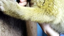 uper_video_1790859848232354