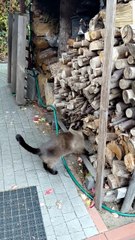 Checking if the wood is ready for winter. 🐱❄️ #cat #funnycats #catlovers
